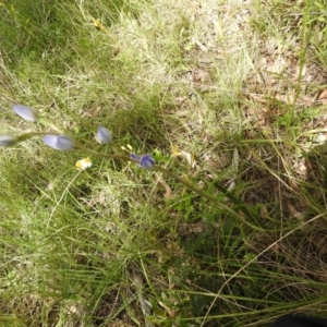 Thelymitra sp. at Carwoola, NSW - 30 Oct 2021