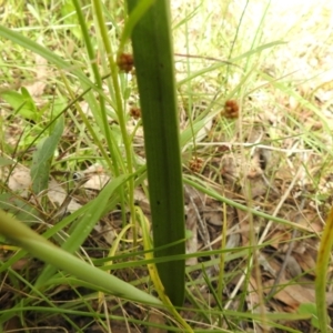 Thelymitra sp. at Carwoola, NSW - 30 Oct 2021