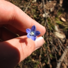 Wahlenbergia multicaulis (Tadgell's Bluebell) at Carwoola, NSW - 26 Oct 2021 by Liam.m