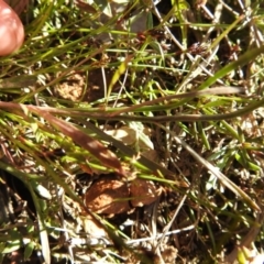 Wahlenbergia multicaulis at Carwoola, NSW - 26 Oct 2021
