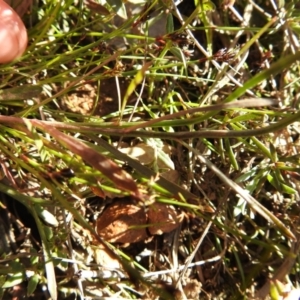 Wahlenbergia multicaulis at Carwoola, NSW - 26 Oct 2021