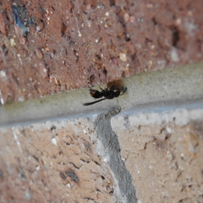 Stenodyneriellus sp. (genus) (A potter wasp) at Carwoola, NSW - 26 Oct 2021 by Liam.m