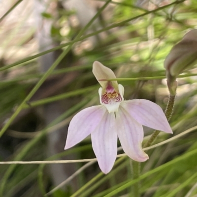 Caladenia carnea (Pink Fingers) at Cotter River, ACT - 1 Nov 2021 by JaneR