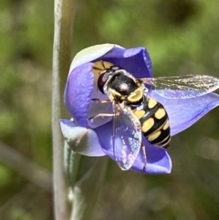 Simosyrphus grandicornis (Common hover fly) at Stromlo, ACT - 1 Nov 2021 by AJB