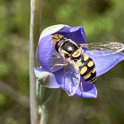 Simosyrphus grandicornis (Common hover fly) at Stromlo, ACT - 1 Nov 2021 by AJB