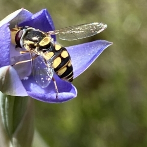 Simosyrphus grandicornis at Stromlo, ACT - suppressed