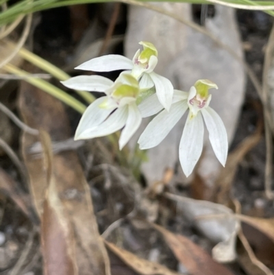Caladenia carnea (Pink Fingers) at Cotter River, ACT - 1 Nov 2021 by JaneR