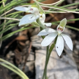 Caladenia carnea at Cotter River, ACT - suppressed