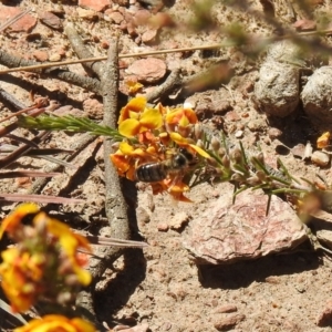 Apis mellifera at Carwoola, NSW - suppressed