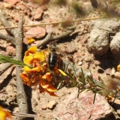 Apis mellifera at Carwoola, NSW - suppressed