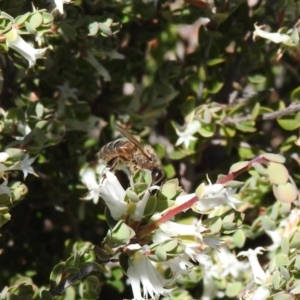 Apis mellifera at Carwoola, NSW - suppressed