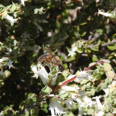 Apis mellifera (European honey bee) at Carwoola, NSW - 29 Oct 2021 by Liam.m