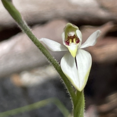 Caladenia carnea (Pink Fingers) at Namadgi National Park - 1 Nov 2021 by JaneR