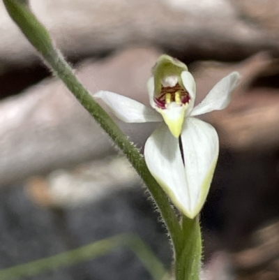 Caladenia carnea (Pink Fingers) at Tennent, ACT - 1 Nov 2021 by JaneR
