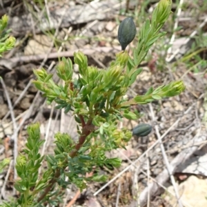 Gompholobium huegelii at Mount Fairy, NSW - 1 Nov 2021