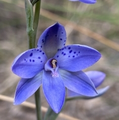 Thelymitra juncifolia (Dotted Sun Orchid) at Stromlo, ACT - 1 Nov 2021 by AJB