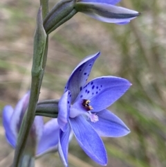 Thelymitra juncifolia at Stromlo, ACT - suppressed