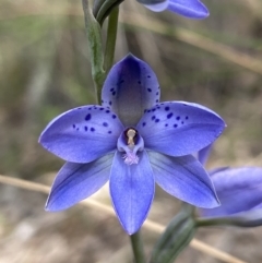 Thelymitra juncifolia at Stromlo, ACT - 1 Nov 2021