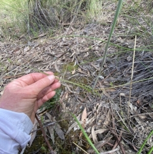 Thelymitra juncifolia at Stromlo, ACT - 1 Nov 2021