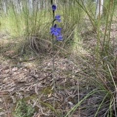 Thelymitra juncifolia at Stromlo, ACT - suppressed