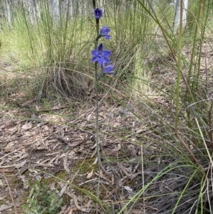 Thelymitra juncifolia at Stromlo, ACT - 1 Nov 2021