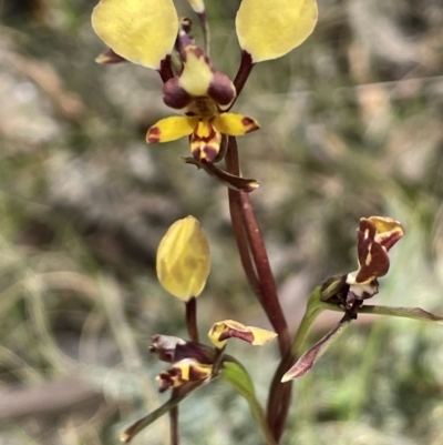Diuris pardina (Leopard Doubletail) at Tennent, ACT - 1 Nov 2021 by JaneR