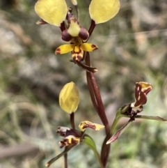 Diuris pardina (Leopard Doubletail) at Tennent, ACT - 1 Nov 2021 by JaneR