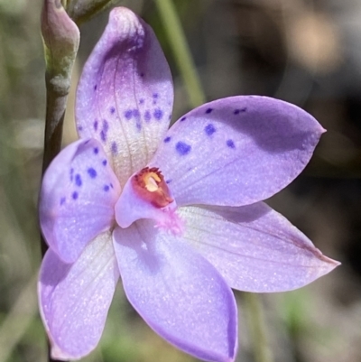 Thelymitra juncifolia (Dotted Sun Orchid) at Block 402 - 1 Nov 2021 by AJB