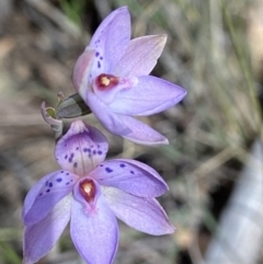 Thelymitra juncifolia at Stromlo, ACT - suppressed