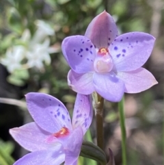 Thelymitra juncifolia at Stromlo, ACT - suppressed