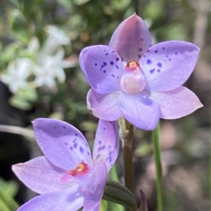 Thelymitra juncifolia at Stromlo, ACT - suppressed