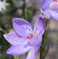 Thelymitra juncifolia at Stromlo, ACT - 1 Nov 2021