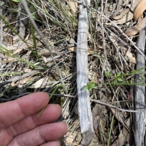 Thelymitra juncifolia at Stromlo, ACT - 1 Nov 2021