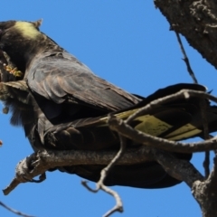 Zanda funerea (Yellow-tailed Black-Cockatoo) at Eden, NSW - 28 Oct 2021 by Tammy