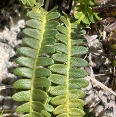 Blechnum penna-marina (Alpine Water Fern) at Gibraltar Pines - 1 Nov 2021 by JaneR