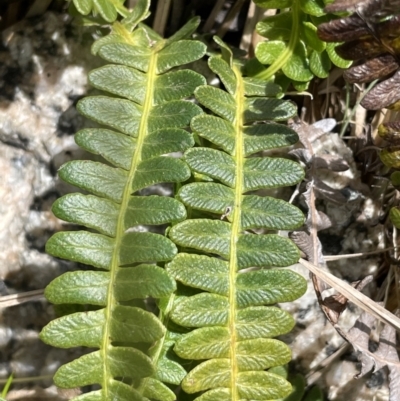 Blechnum penna-marina (Alpine Water Fern) at Gibraltar Pines - 1 Nov 2021 by JaneR