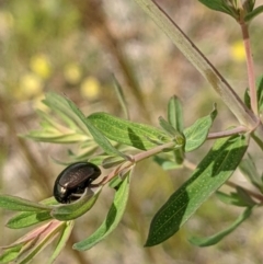 Chrysolina quadrigemina (Greater St Johns Wort beetle) at The Fair, Watson - 31 Oct 2021 by abread111