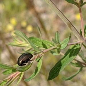 Chrysolina quadrigemina at Watson, ACT - 1 Nov 2021 10:33 AM