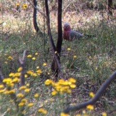 Eolophus roseicapilla (Galah) at Warby-Ovens National Park - 30 Oct 2021 by Darcy