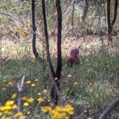 Eolophus roseicapilla at Killawarra, VIC - 30 Oct 2021 02:00 PM