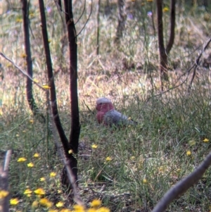 Eolophus roseicapilla at Killawarra, VIC - 30 Oct 2021 02:00 PM