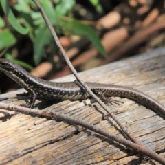 Eulamprus heatwolei (Yellow-bellied Water Skink) at Eden, NSW - 28 Oct 2021 by Tammy