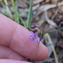Arthropodium minus (Small Vanilla Lily) at Warby-Ovens National Park - 30 Oct 2021 by Darcy