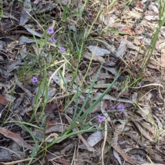 Arthropodium minus at Killawarra, VIC - 30 Oct 2021