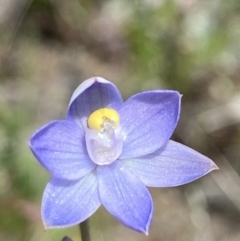 Thelymitra pauciflora (Slender Sun Orchid) at Stromlo, ACT - 1 Nov 2021 by AJB