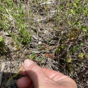 Thelymitra pauciflora at Stromlo, ACT - 1 Nov 2021