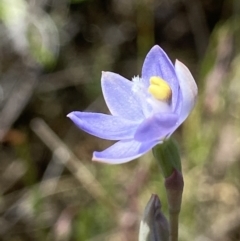 Thelymitra pauciflora at Stromlo, ACT - suppressed