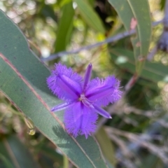 Thysanotus sp. at Hill Top, NSW - 31 Oct 2021 by JanetMW