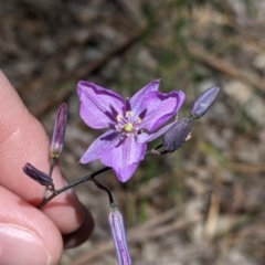 Arthropodium strictum (Chocolate Lily) at Killawarra, VIC - 30 Oct 2021 by Darcy