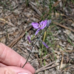 Arthropodium strictum at Killawarra, VIC - 30 Oct 2021 02:07 PM